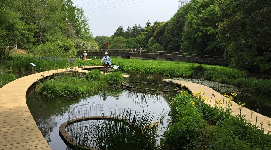 🌳 국립과학박물관 쓰쿠바실험식물원 이미지 6